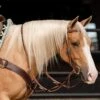 Professionals Choice Single Rein German Martingale -Western Cowboy Supplies 228309 725099
