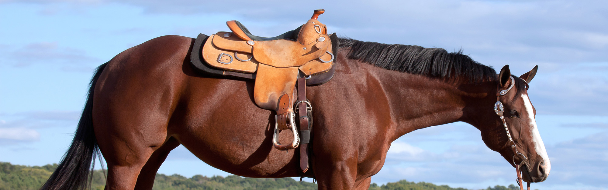 Western Cowboy Supplies -Western Cowboy Supplies 2